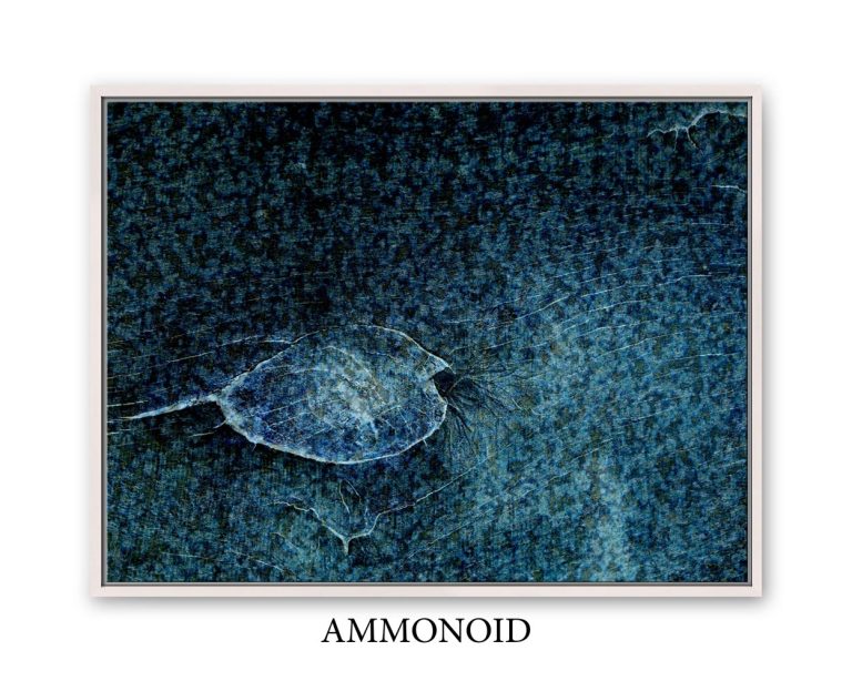 ammonoid_matt_kurt_art