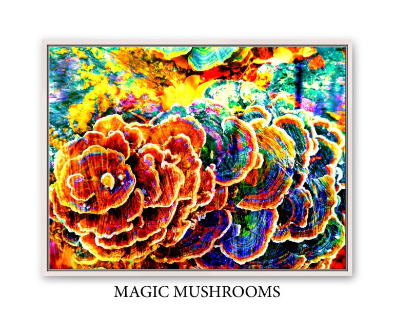 magic_mushrooms_matt_kurt_art